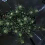 Romdog/Garlic Fever LSO + Organics !