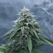 Butterbean Birdseed - Fast Flowering LSO