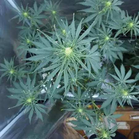 LSO Autoflowers !