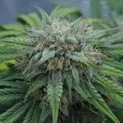 LSO Autoflowers 2.0 !