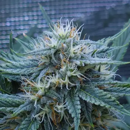 LSO Autoflowers !