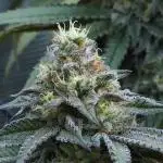 Beleaf, Ethos, Crossbone Genetics !