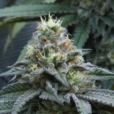 Beleaf, Ethos, Crossbone Genetics !