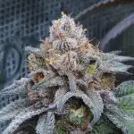 Beleaf, Ethos, Crossbone Genetics !