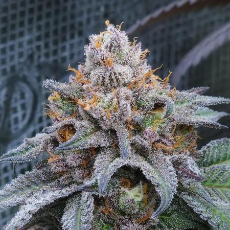 Beleaf, Ethos, Crossbone Genetics !