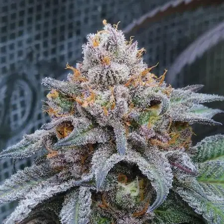 Beleaf, Ethos, Crossbone Genetics !