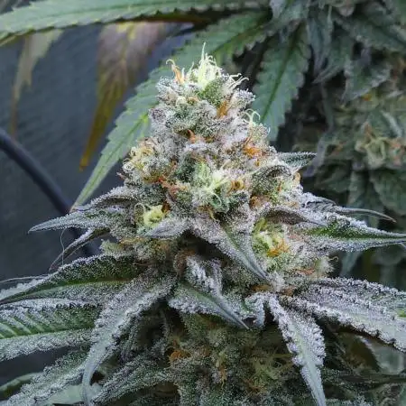 Beleaf, Ethos, Crossbone Genetics !
