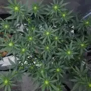 Romdog/Garlic Fever LSO + Organics !