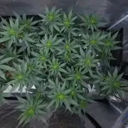 Romdog/Garlic Fever LSO + Organics !