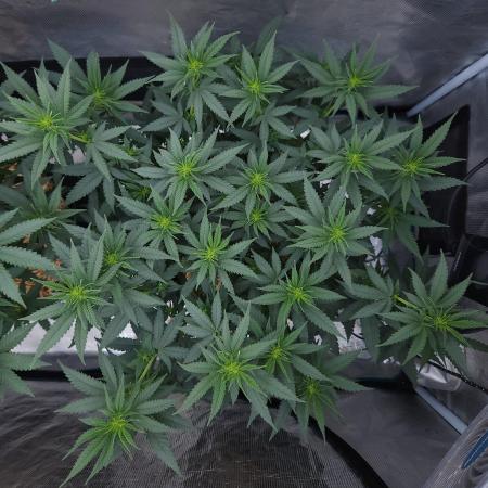 Romdog/Garlic Fever LSO + Organics !