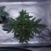 Romdog/Garlic Fever LSO + Organics !