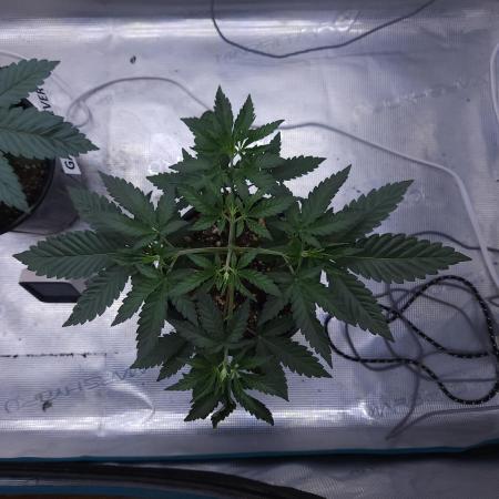 Romdog/Garlic Fever LSO + Organics !