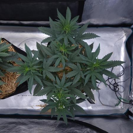 Romdog/Garlic Fever LSO + Organics !
