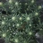 Romdog/Garlic Fever LSO + Organics !