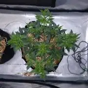 Romdog/Garlic Fever LSO + Organics !