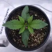Romdog/Garlic Fever LSO + Organics !