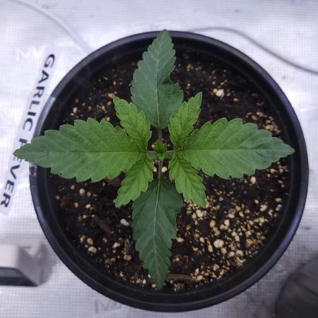 Romdog/Garlic Fever LSO + Organics !