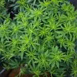 Beleaf, Ethos, Crossbone Genetics !