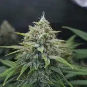 Romdog/Garlic Fever LSO + Organics !