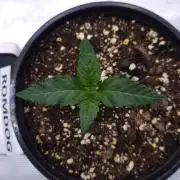 Romdog/Garlic Fever LSO + Organics !