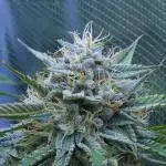 LSO Autoflowers !