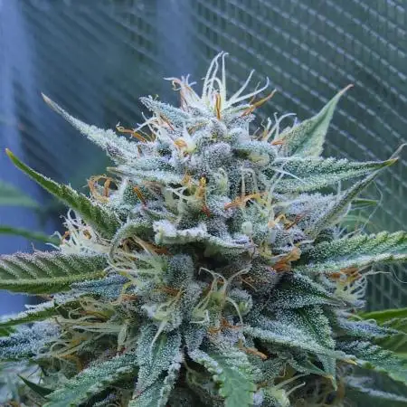 LSO Autoflowers !