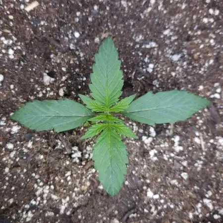 LSO Autoflowers 2.0 !