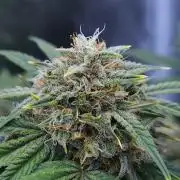 Night Owl LSO/Organics !