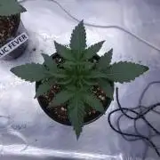 Romdog/Garlic Fever LSO + Organics !