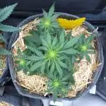 LSO Autoflowers 2.0 !