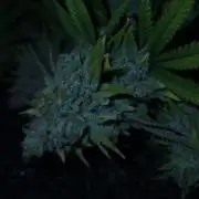 Romdog/Garlic Fever LSO + Organics !
