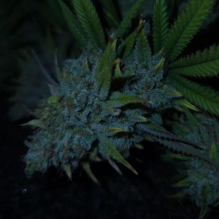 Romdog/Garlic Fever LSO + Organics !