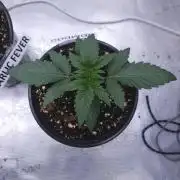 Romdog/Garlic Fever LSO + Organics !