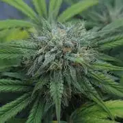 LSO Autoflowers 2.0 !