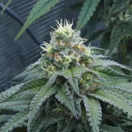 Beleaf, Ethos, Crossbone Genetics !