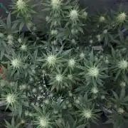 Romdog/Garlic Fever LSO + Organics !