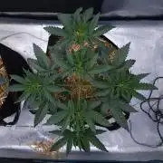Romdog/Garlic Fever LSO + Organics !