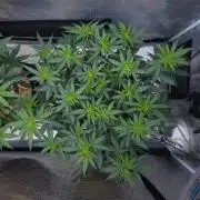 Romdog/Garlic Fever LSO + Organics !