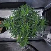 Romdog/Garlic Fever LSO + Organics !
