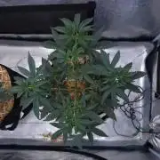 Romdog/Garlic Fever LSO + Organics !