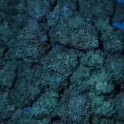 Night Owl LSO/Organics !