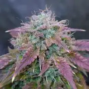 Night Owl LSO/Organics !