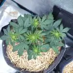 LSO Autoflowers 2.0 !