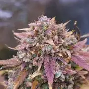 Night Owl LSO/Organics !