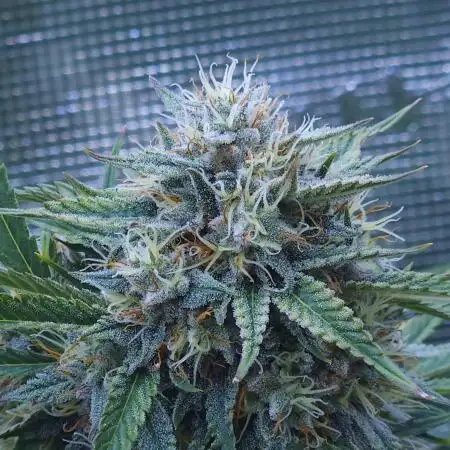 LSO Autoflowers !