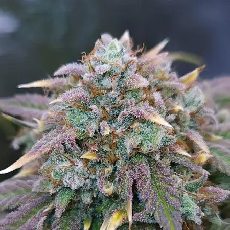 Night Owl LSO/Organics !