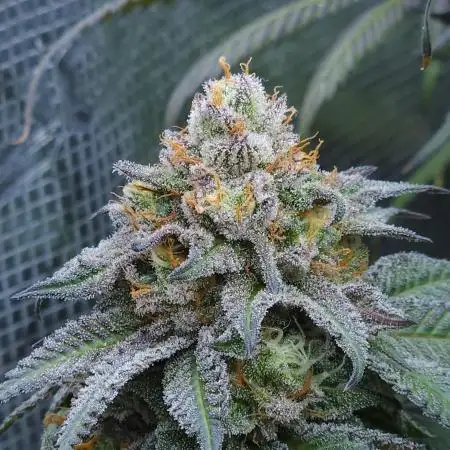 Beleaf, Ethos, Crossbone Genetics !
