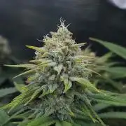 Romdog/Garlic Fever LSO + Organics !