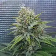 Romdog/Garlic Fever LSO + Organics !