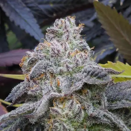Beleaf, Ethos, Crossbone Genetics !